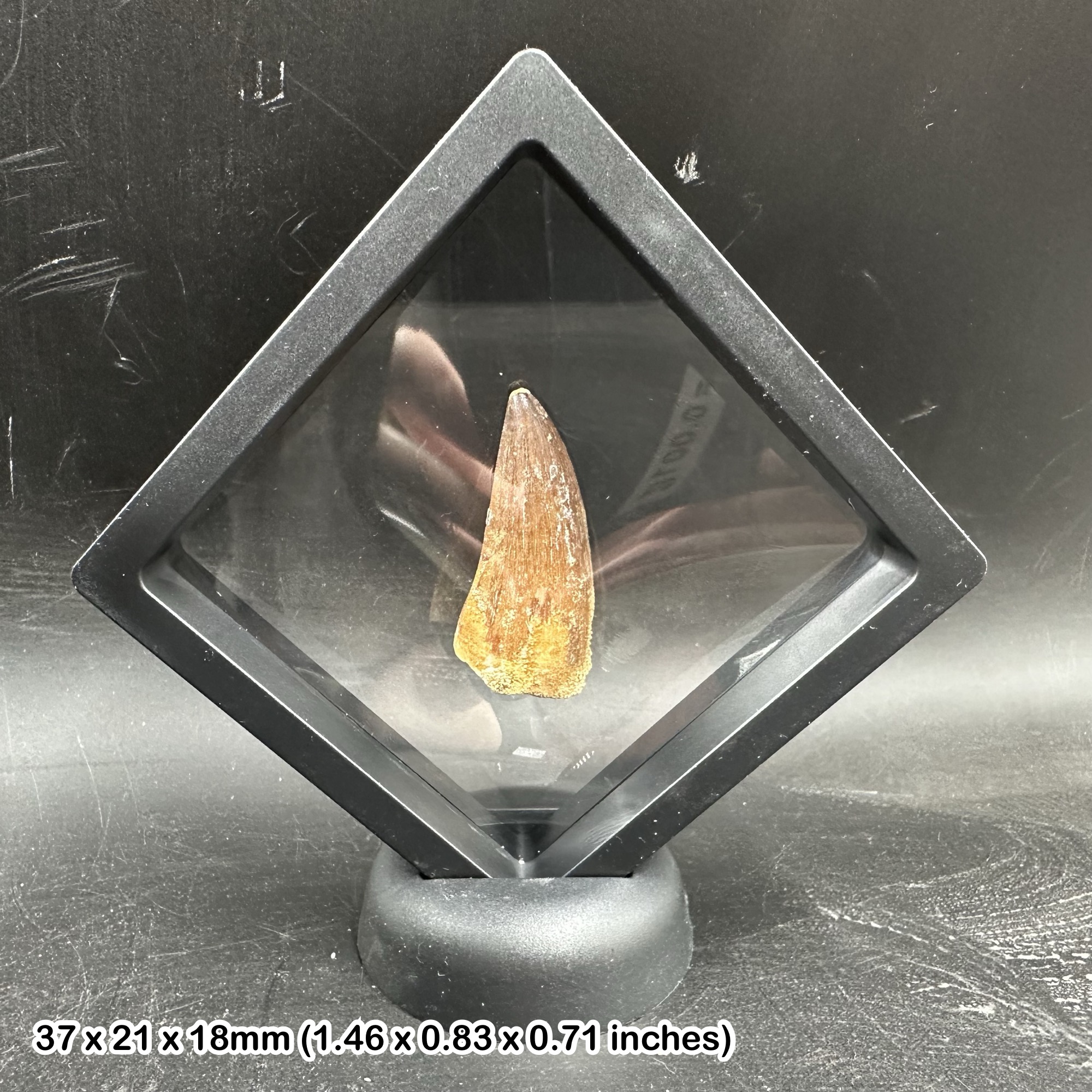 Mosasaur Fossil Tooth 3D Floating Frame Cretaceous Morocco Genuine Marine Reptile Specimen with Certificate