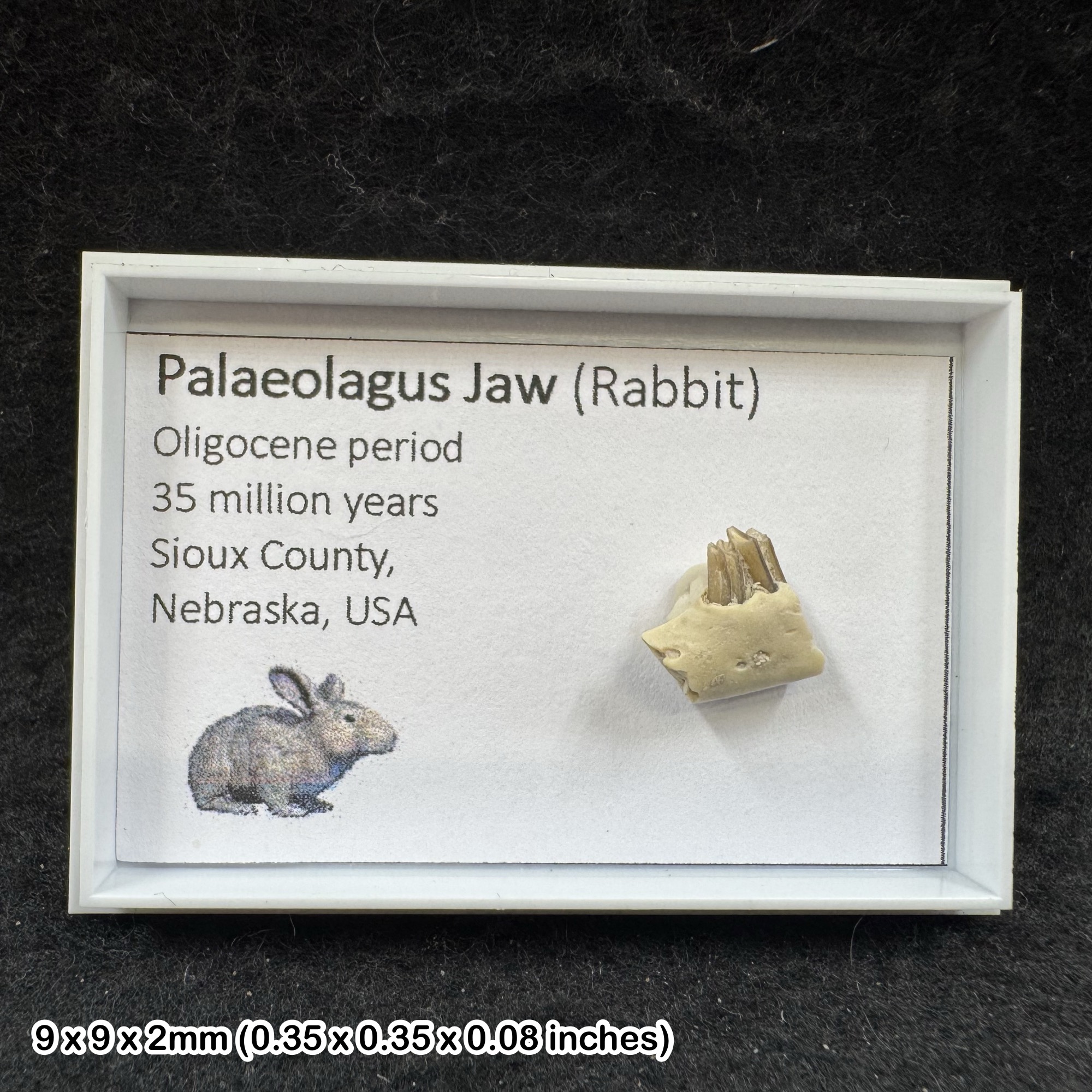 Palaeolagus Rabbit Jaw Fossil Oligocene Sioux County Nebraska USA Genuine COA