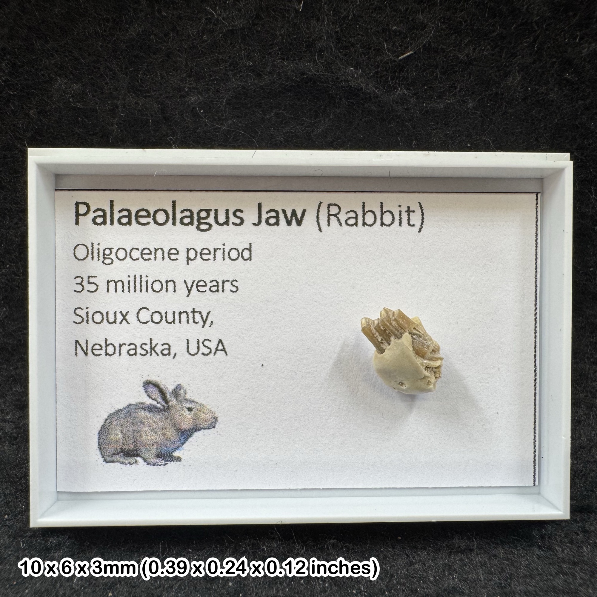 Palaeolagus Rabbit Jaw Fossil Oligocene Sioux County Nebraska USA Genuine COA