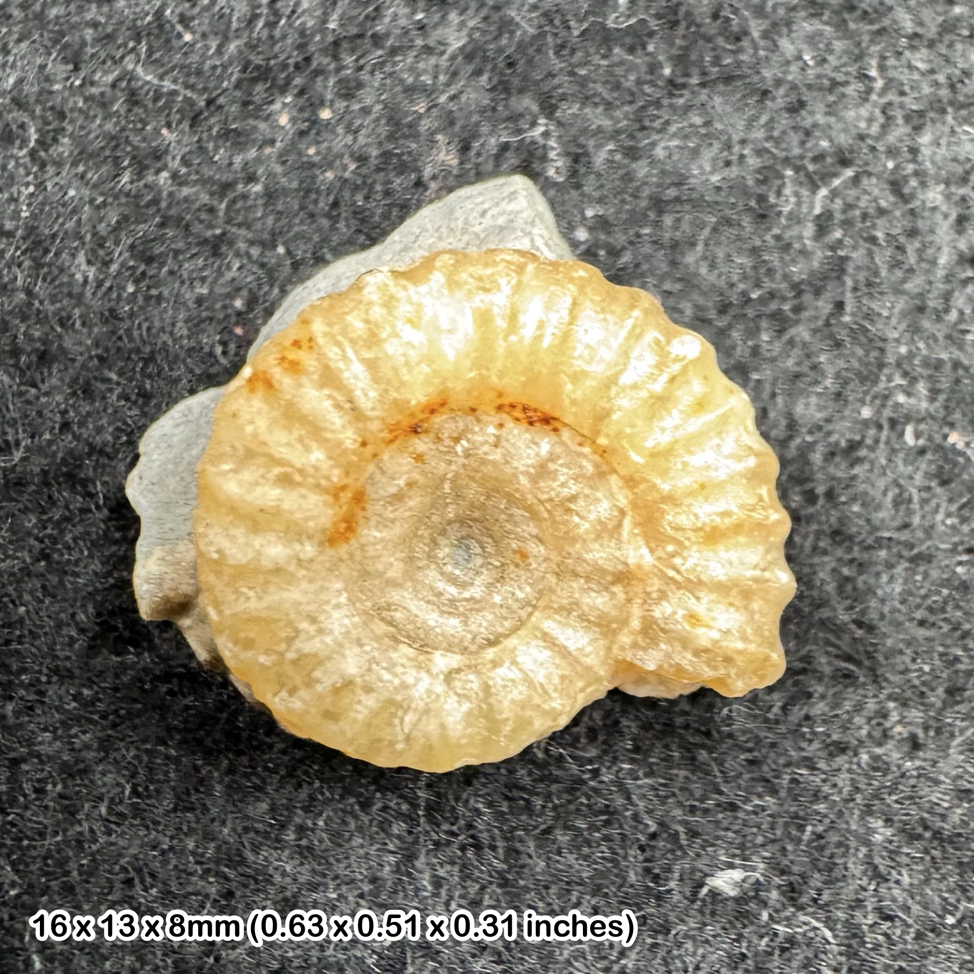 Charmouth Promicroceras Ammonite Fossil Jurassic Dorset UK Genuine Specimen Black Ven Lyme Regis Lower Lias with COA