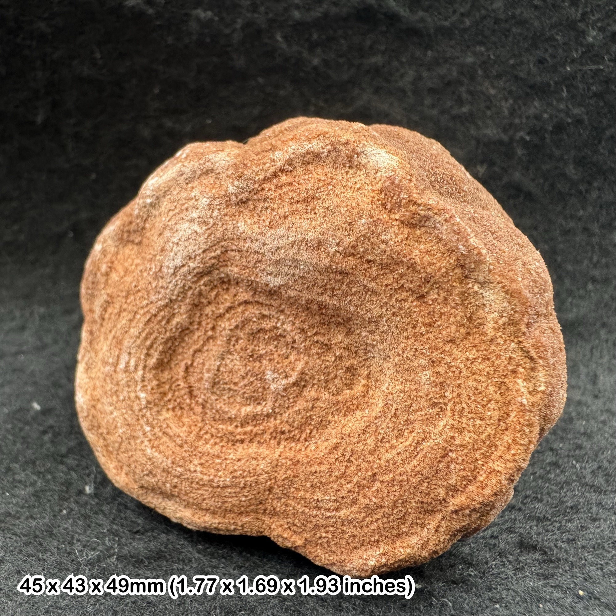 Conophyton amantourartensis Stromatolite Fossil Precambrian Ediacaran Morocco