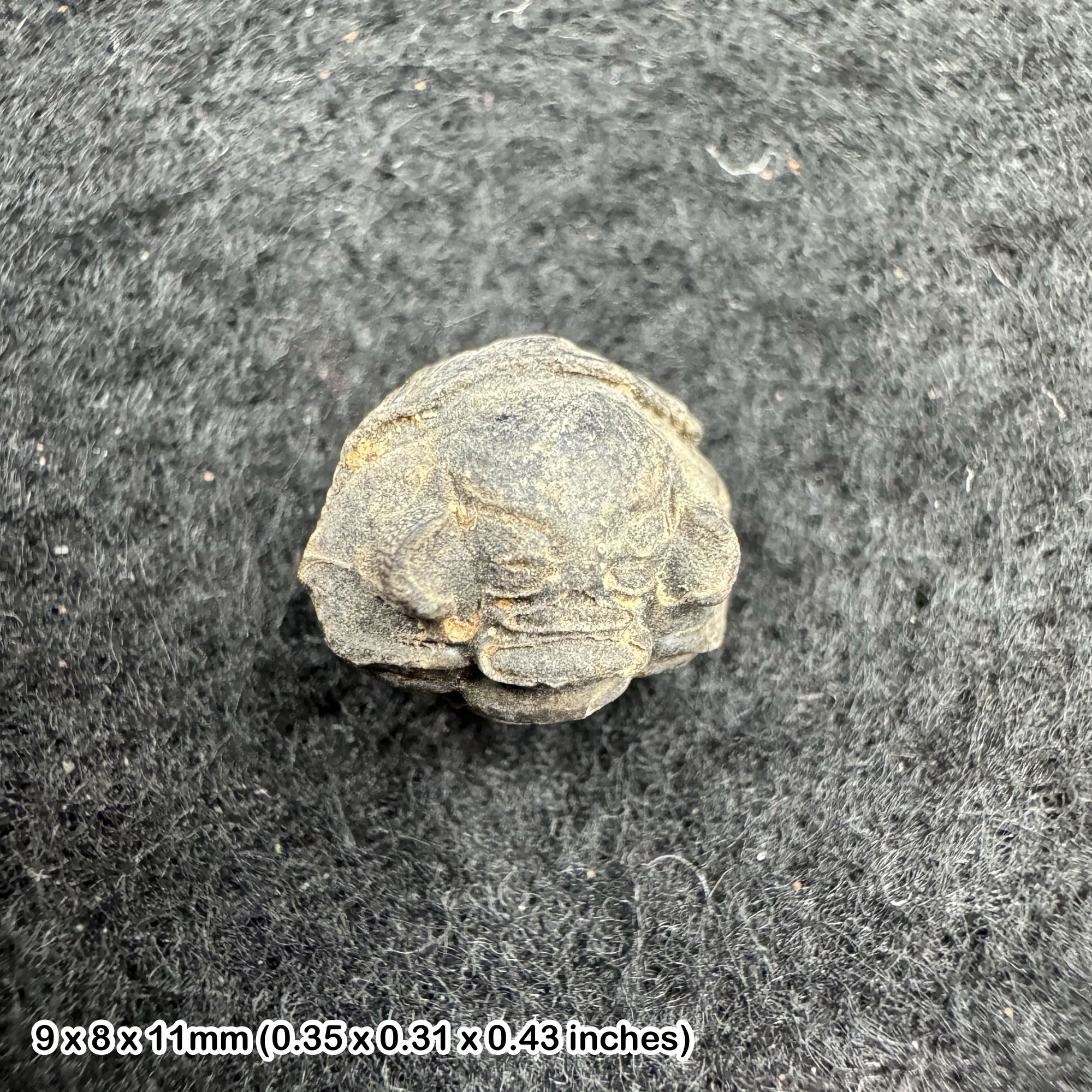 Enrolled Phacops Trilobite Fossil | Devonian Period | Authentic 100% Genuine | Morocco