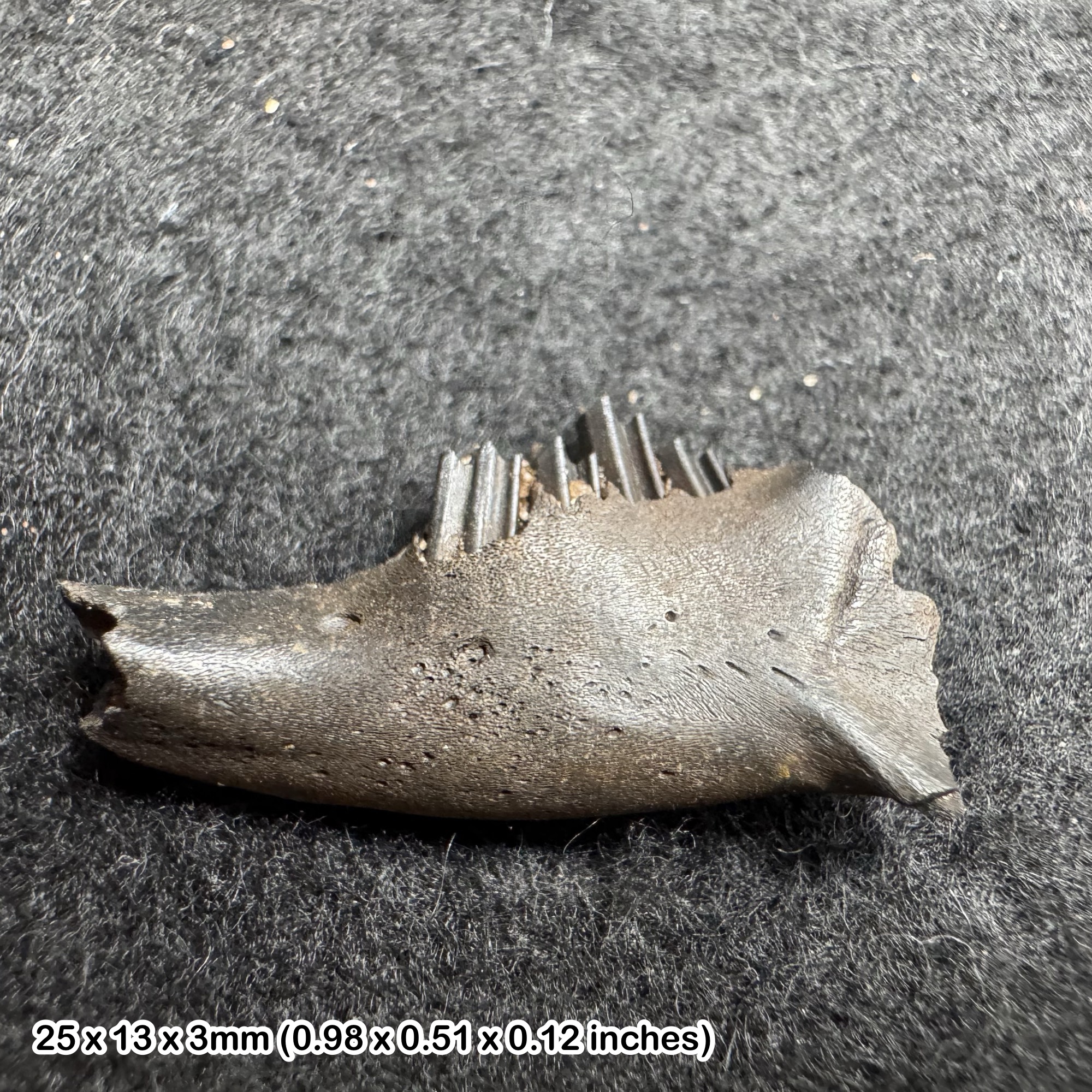 Rabbit jaw fossil with teeth (sylvilagus floridanus) | pleistocene era | genuine specimen | cert. of authenticity