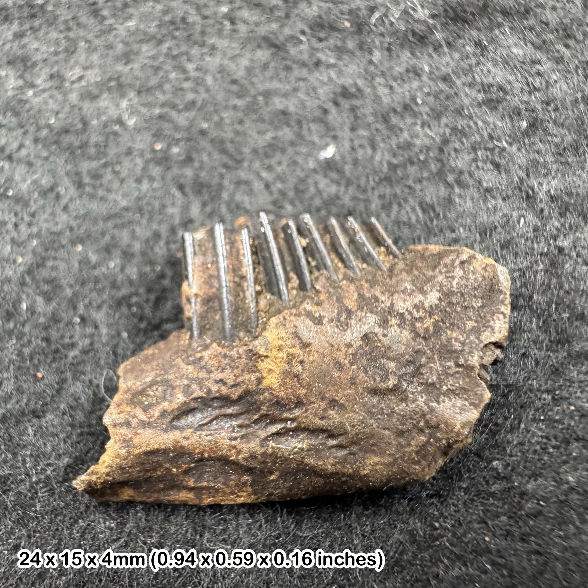 Rabbit jaw fossil with teeth (sylvilagus floridanus) | pleistocene era | genuine specimen | cert. of authenticity