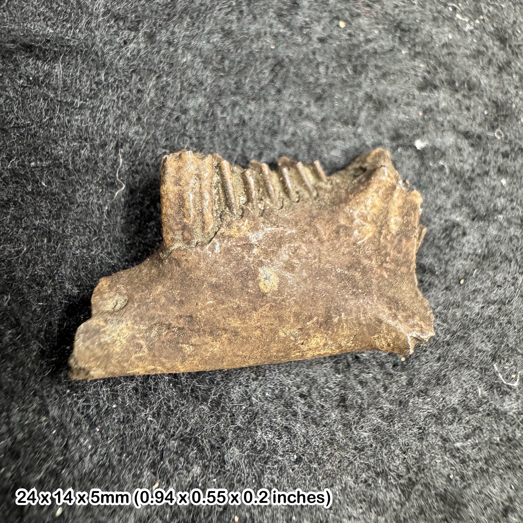 Rabbit jaw fossil with teeth (sylvilagus floridanus) | pleistocene era | genuine specimen | cert. of authenticity