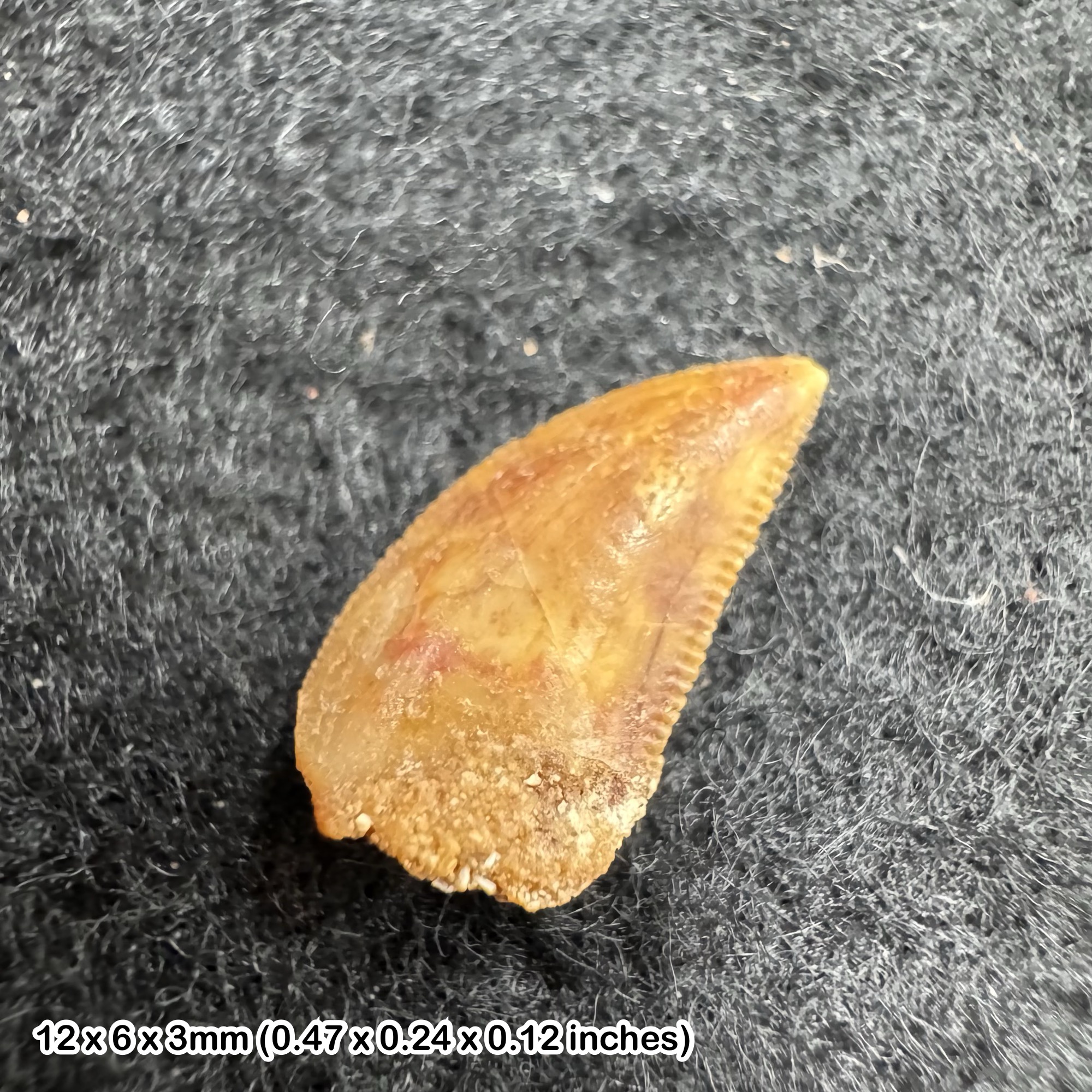 Genuine raptor dinosaur tooth (deltadromeus agilis) fossil specimen from morocco