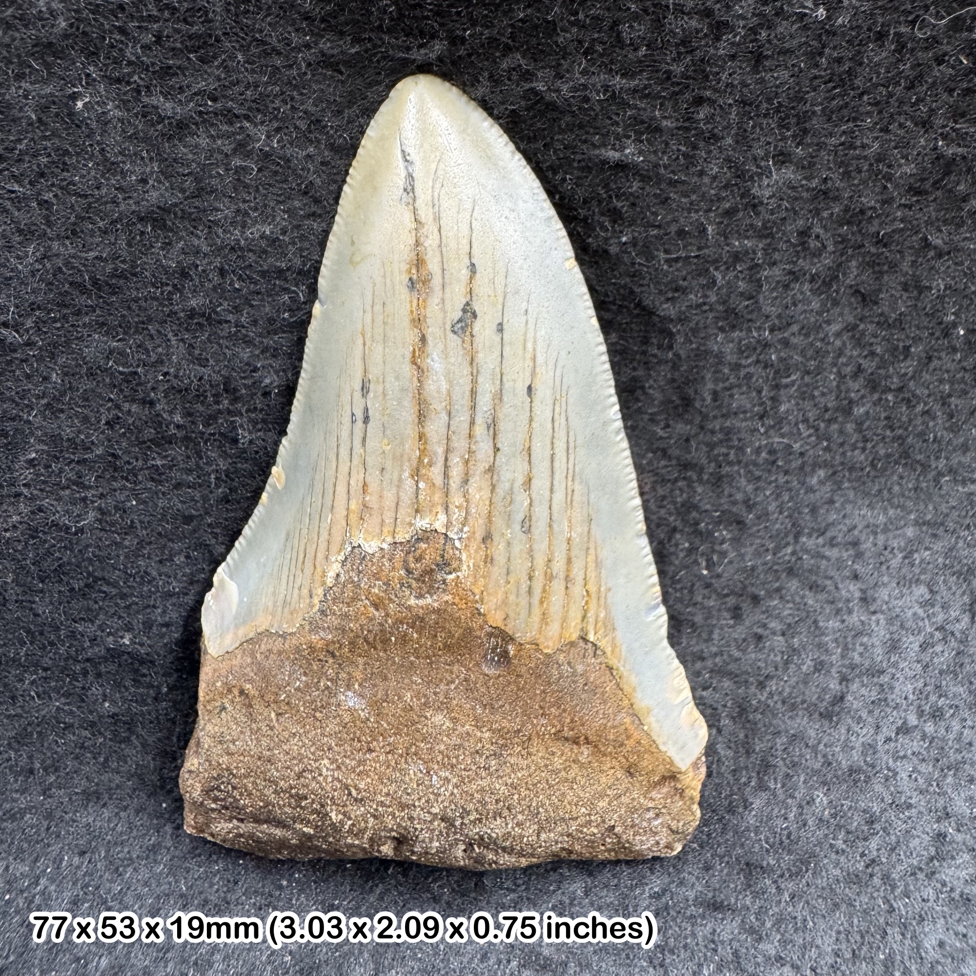 Authentic Carcharodon Megalodon Fossil Shark Tooth C GRADE - Miocene Era | Florida, USA | COA Included