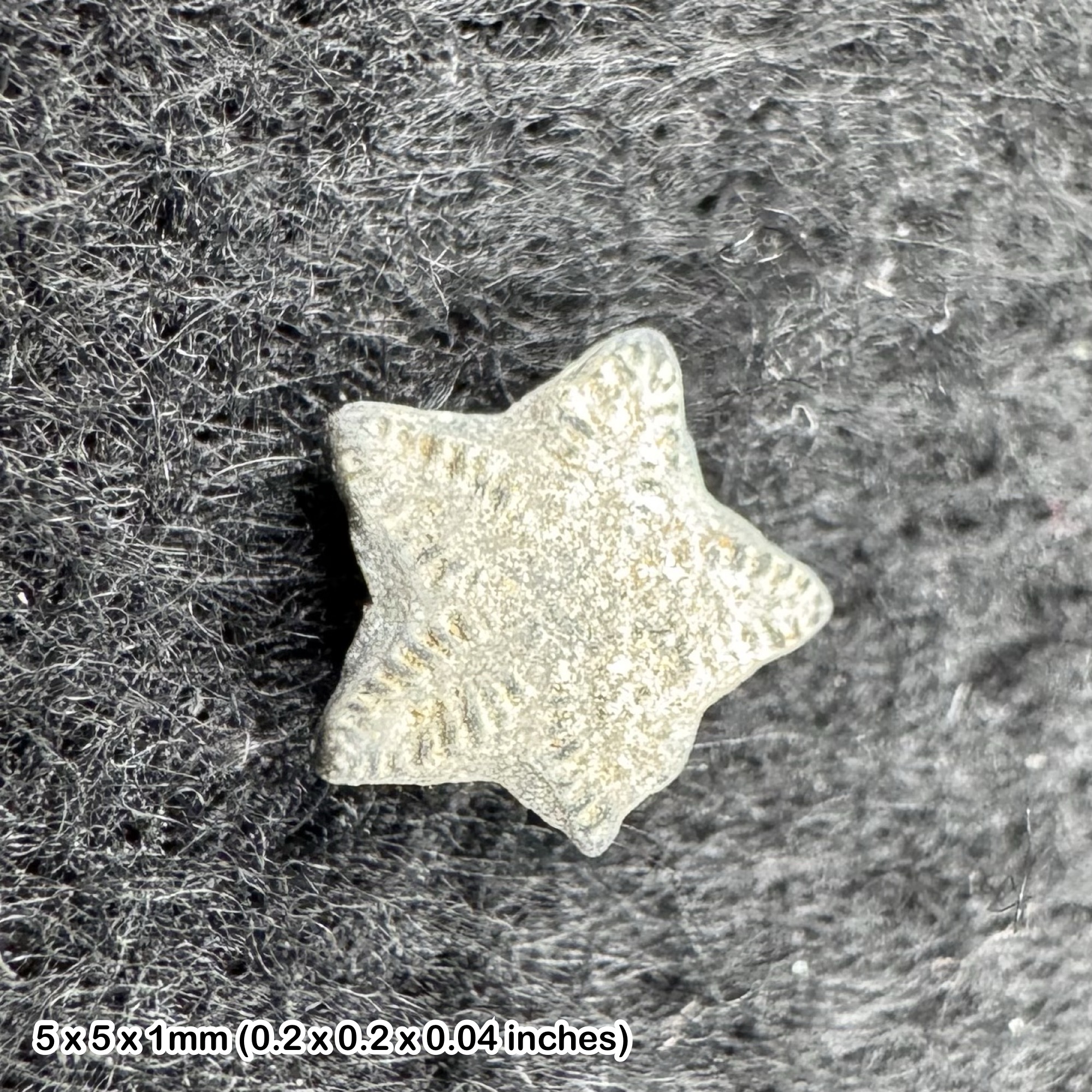 Crinoid star fossil - tidmoor point, dorset, oxford clay, jurassic period